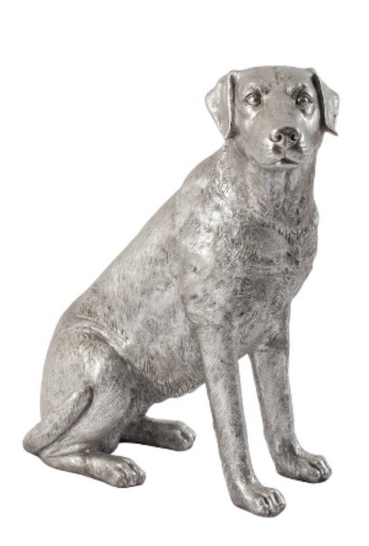 Labrador Dog